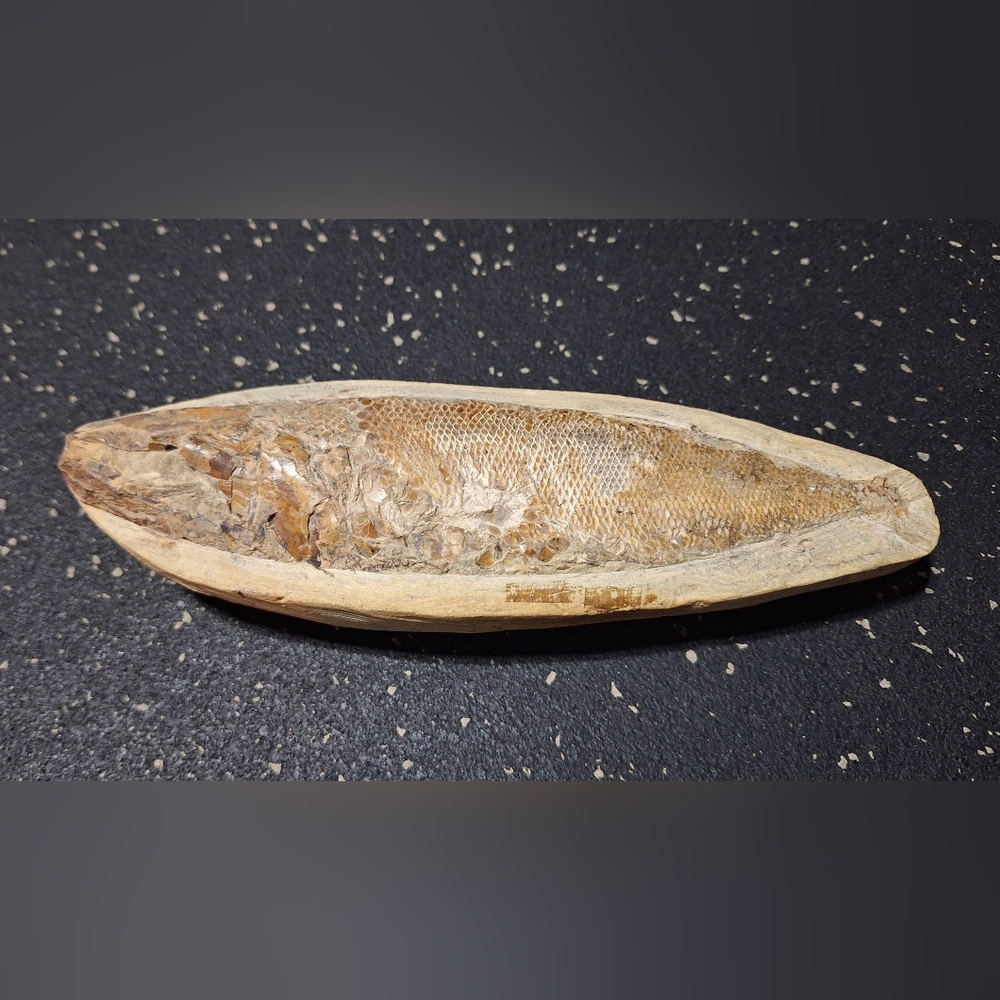 Fish Fossil